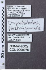 Etiketten zu Corymbitodes jiuzhaigonensis (NHMW-ZOO-COL-0008976)